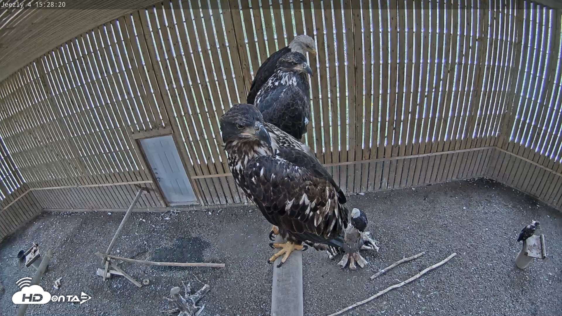 Snapshot of Cobequid Raptor Flight Facility Live Webcams taken Sep 9, 2026, 3:29pm ADT
