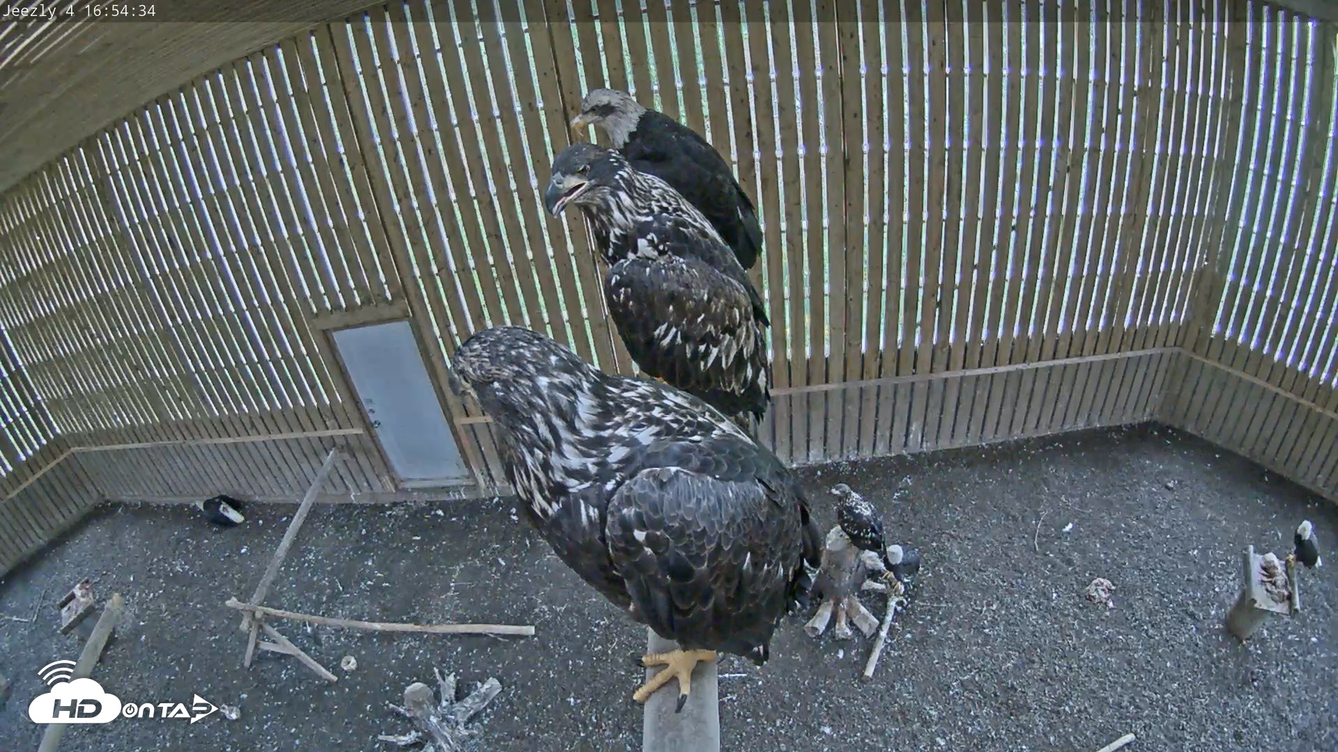 Snapshot of Cobequid Raptor Flight Facility Live Webcams taken Aug 23, 2026, 4:55pm ADT