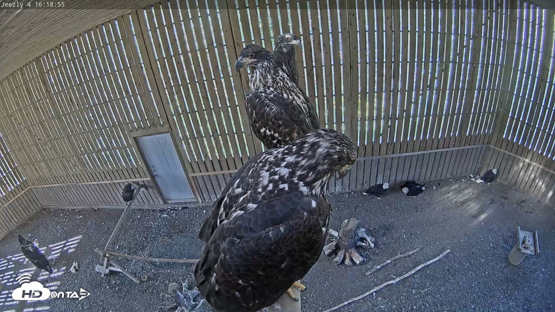 Snapshot of Cobequid Raptor Flight Facility Live Webcams taken Sep 11, 2026, 4:20pm ADT