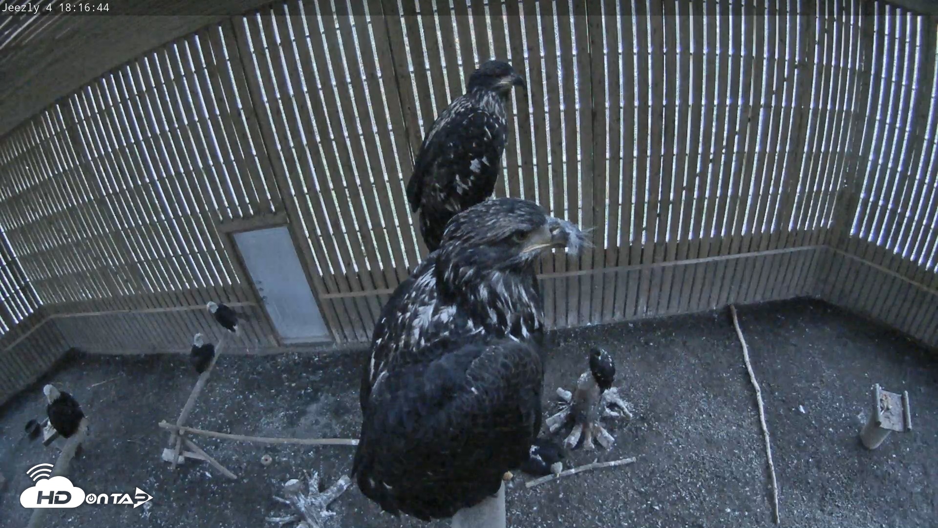 Snapshot of Cobequid Raptor Flight Facility Live Webcams taken Sep 30, 2026, 6:17pm ADT