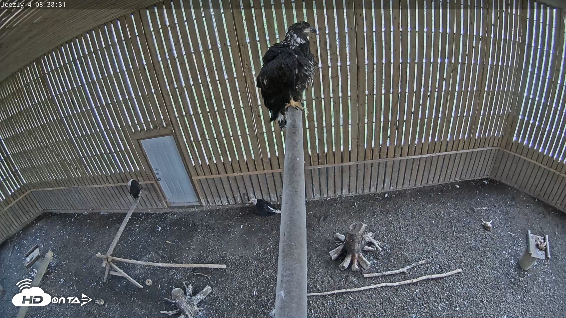Snapshot of Cobequid Raptor Flight Facility Live Webcams taken Aug 29, 2026, 8:39am ADT
