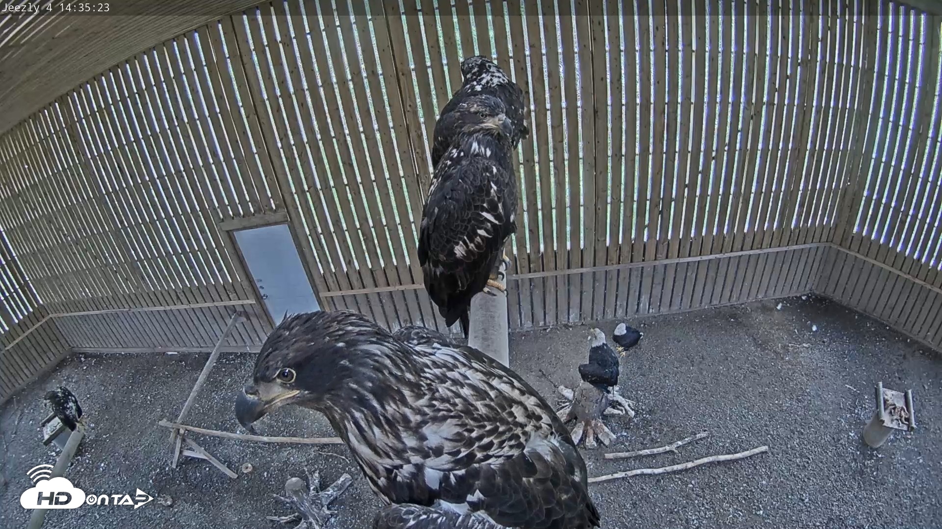 Snapshot of Cobequid Raptor Flight Facility Live Webcams taken Aug 29, 2026, 2:36pm ADT