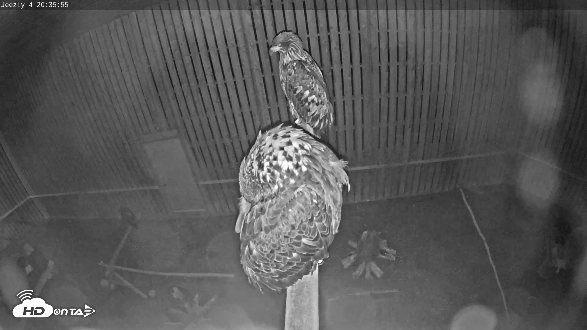 Snapshot of Cobequid Raptor Flight Facility Live Webcams taken Sep 24, 2026, 8:36pm ADT