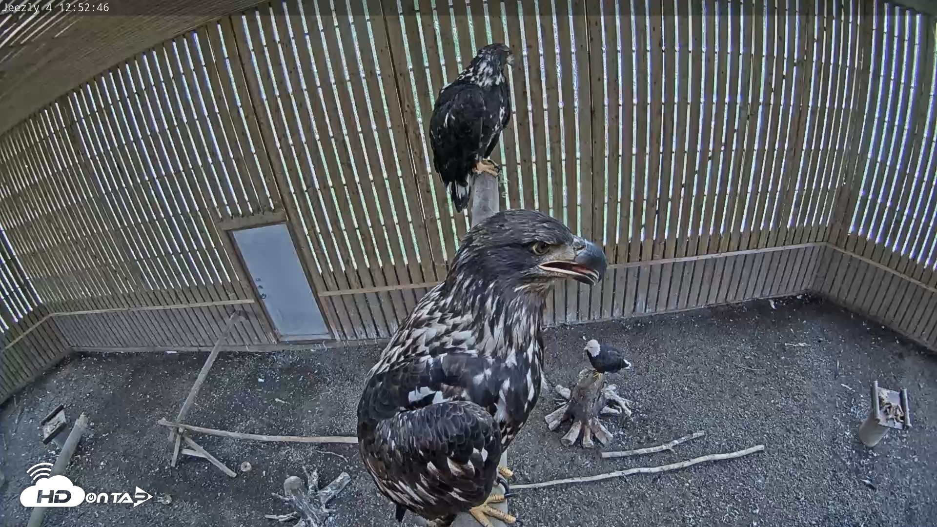 Snapshot of Cobequid Raptor Flight Facility Live Webcams taken Aug 29, 2026, 12:53pm ADT