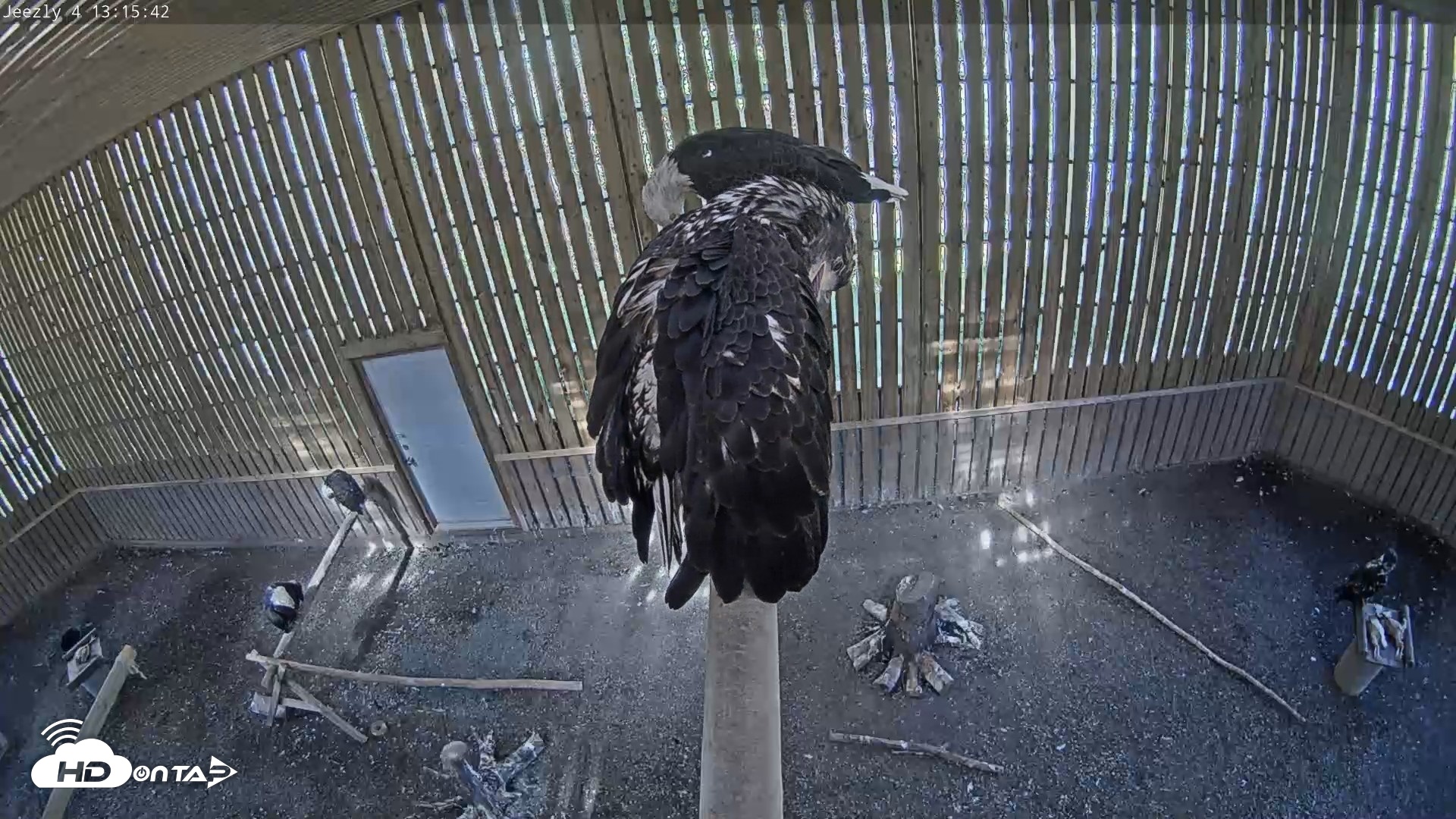 Snapshot of Cobequid Raptor Flight Facility Live Webcams taken Sep 15, 2026, 1:16pm ADT