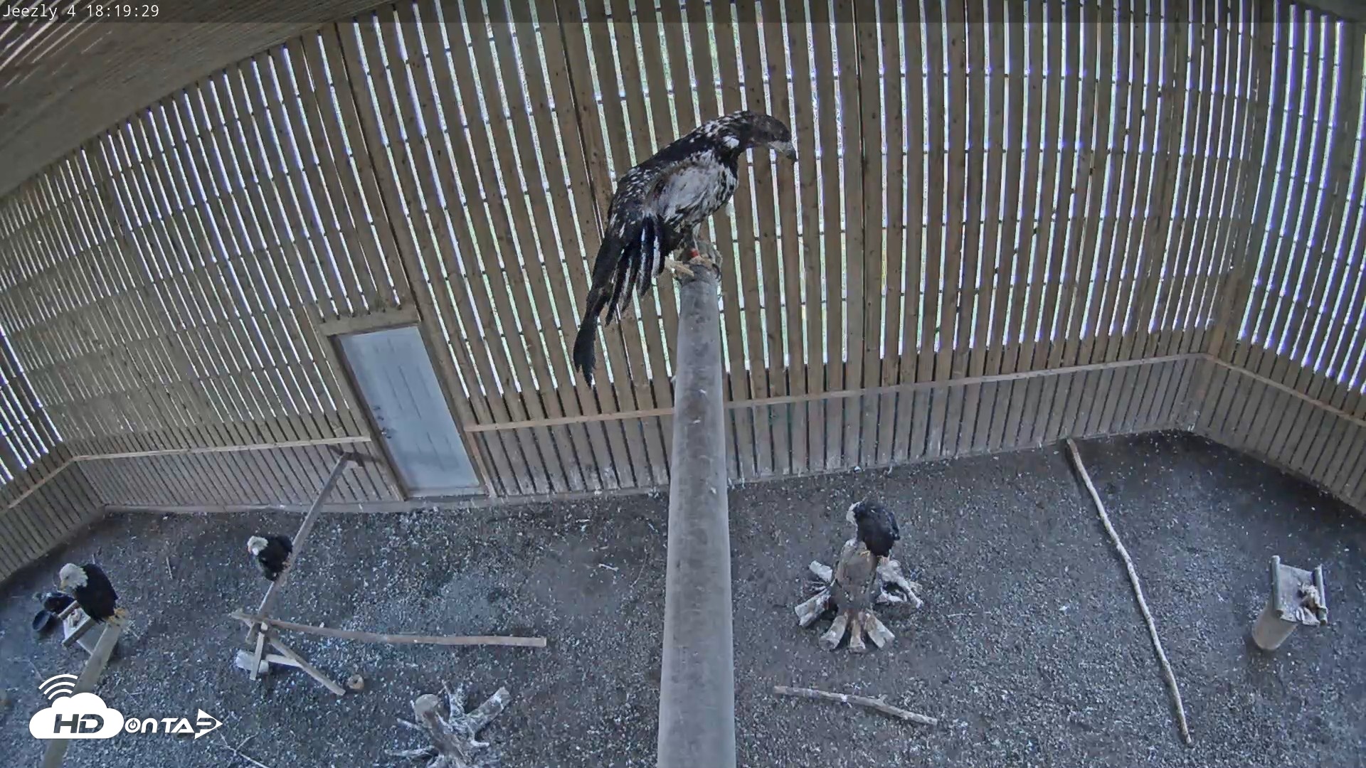 Snapshot of Cobequid Raptor Flight Facility Live Webcams taken Sep 21, 2026, 6:20pm ADT
