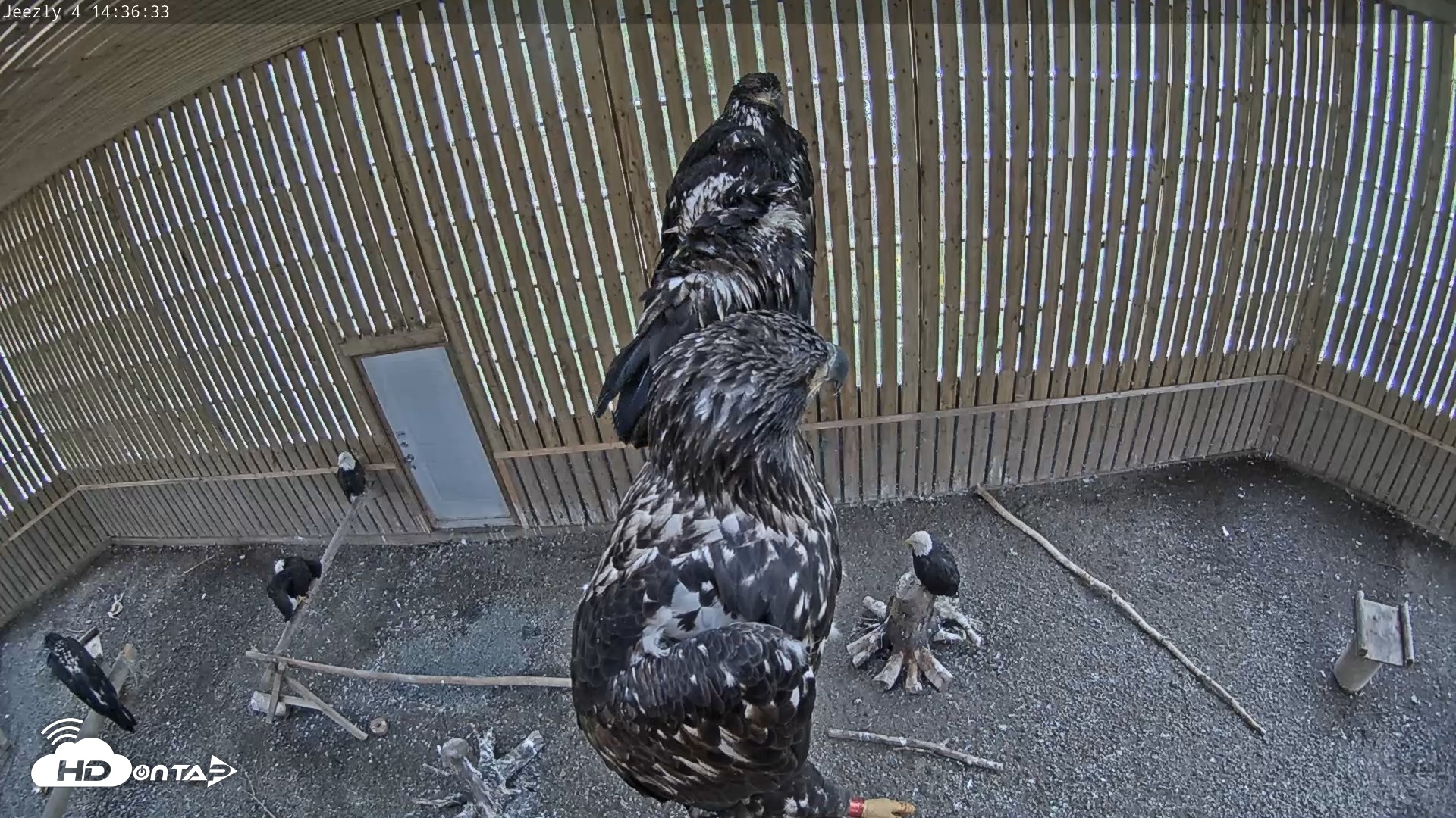 Snapshot of Cobequid Raptor Flight Facility Live Webcams taken Sep 17, 2026, 2:37pm ADT