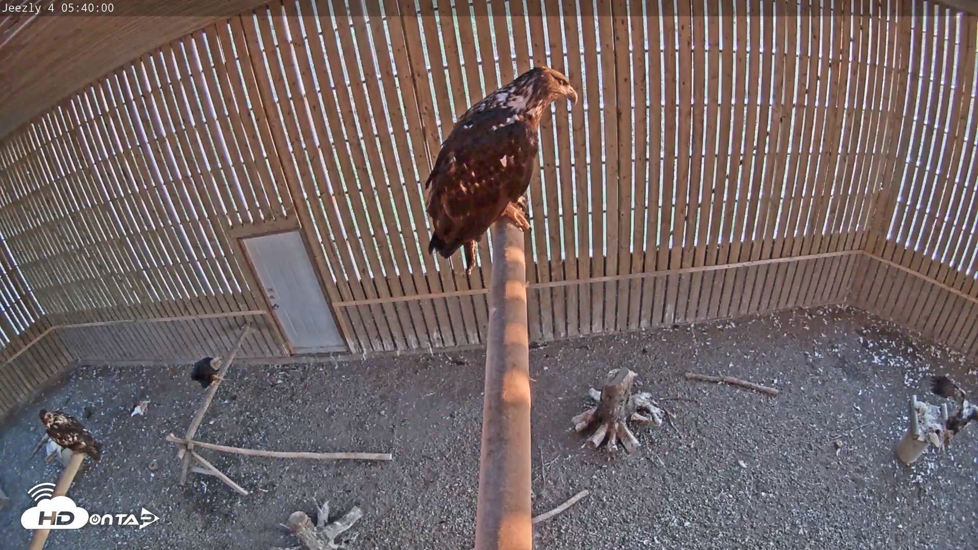 Snapshot of Cobequid Raptor Flight Facility Live Webcams taken Jun 5, 2026, 5:40am ADT