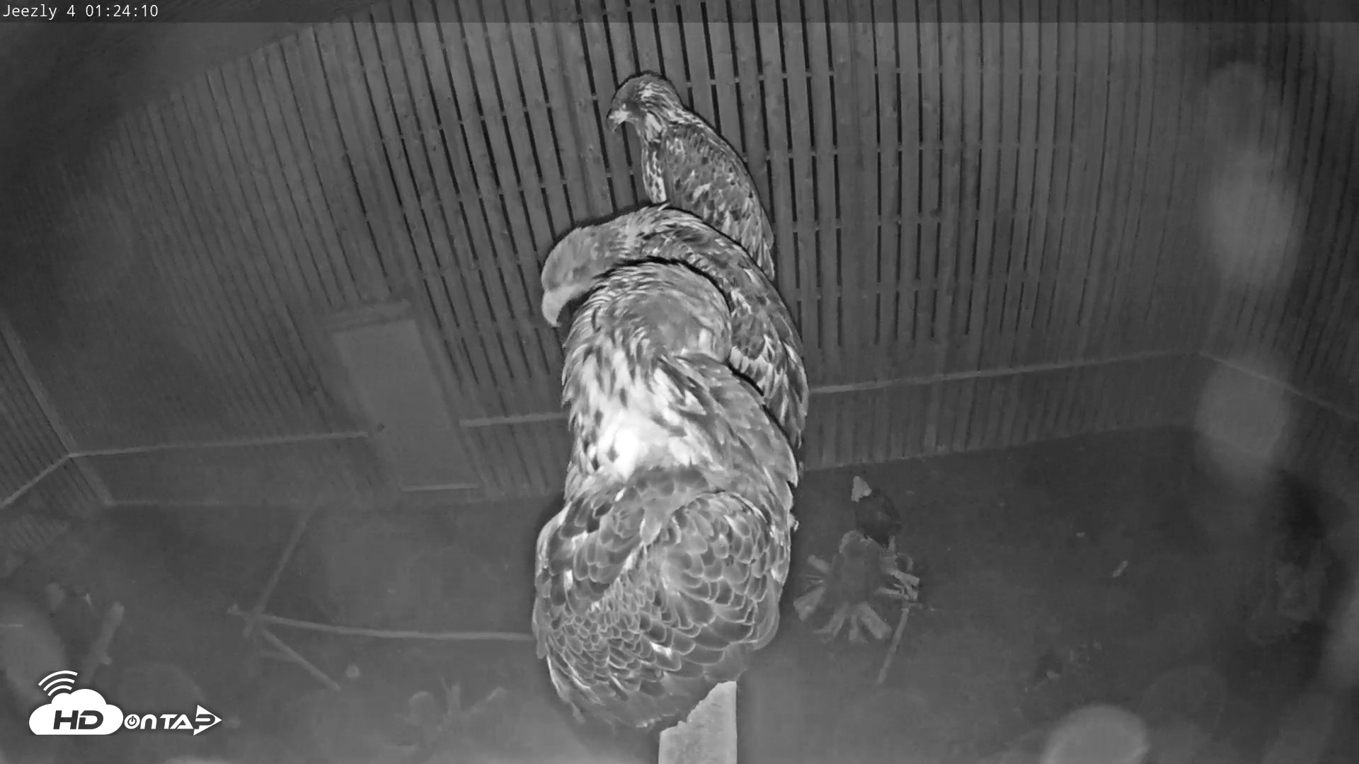 Snapshot of Cobequid Raptor Flight Facility Live Webcams taken Aug 22, 2026, 1:25am ADT