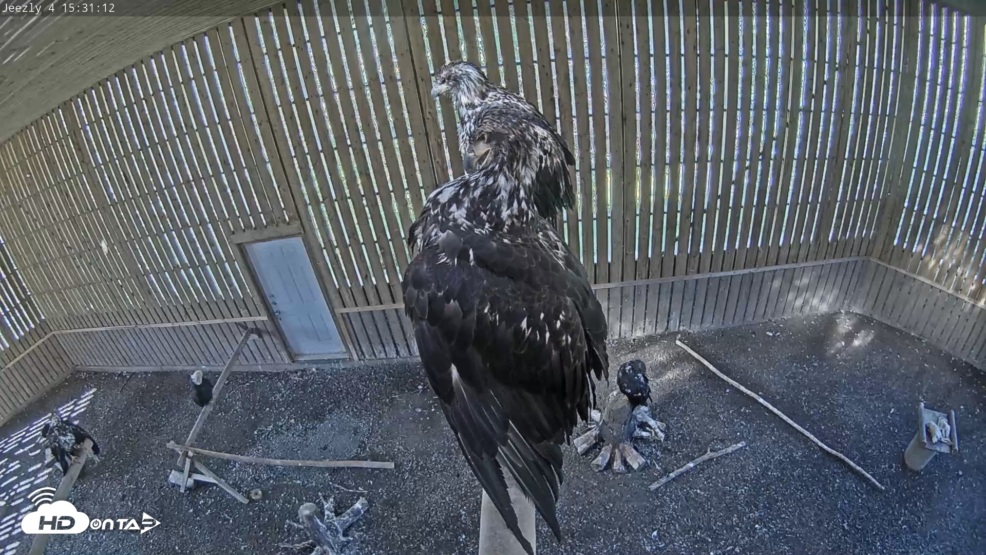 Snapshot of Cobequid Raptor Flight Facility Live Webcams taken Sep 14, 2026, 3:31pm ADT