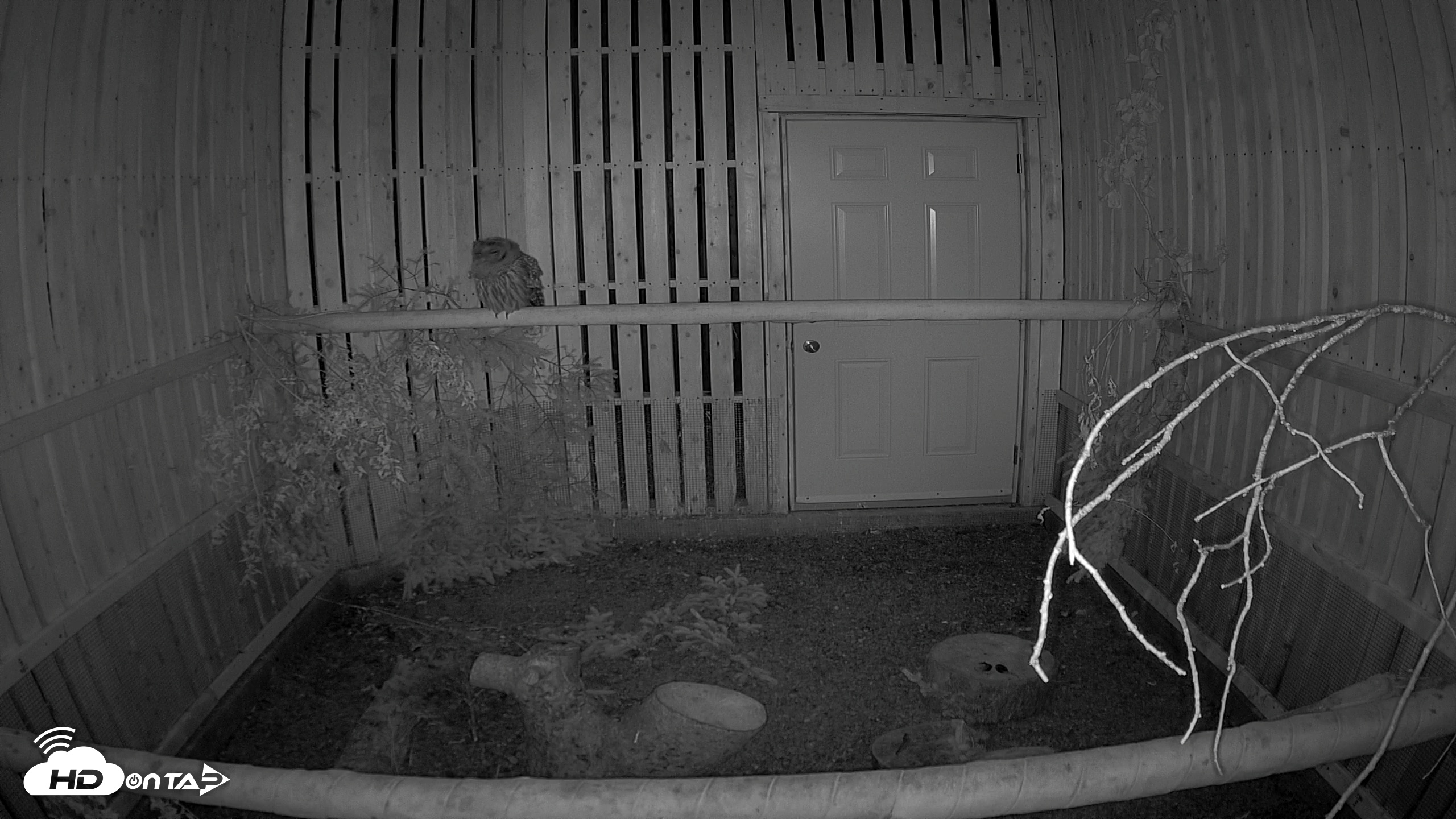 Snapshot of Cobequid Raptor Flight Facility Live Webcams taken Sep 13, 2025, 8:42pm ADT