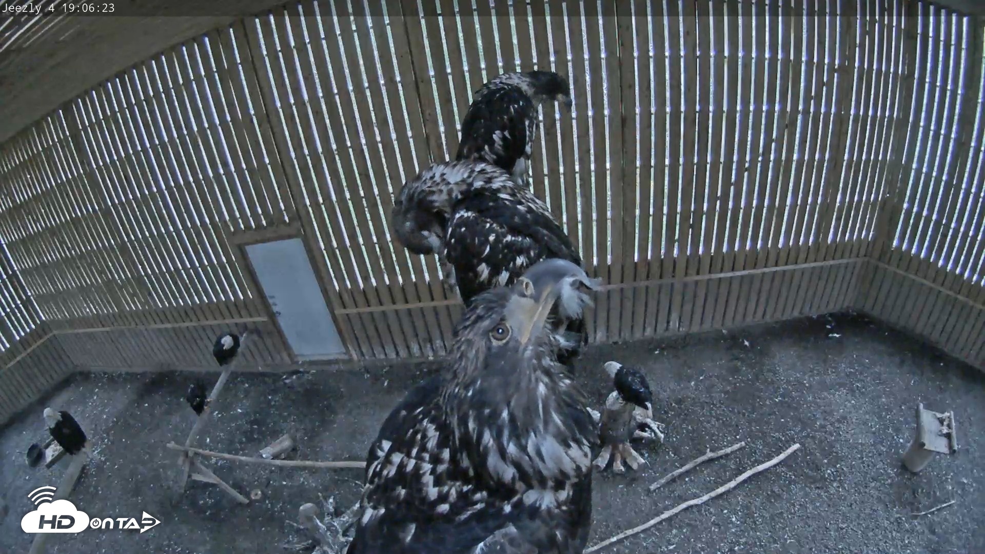 Snapshot of Cobequid Raptor Flight Facility Live Webcams taken Sep 8, 2026, 7:06pm ADT