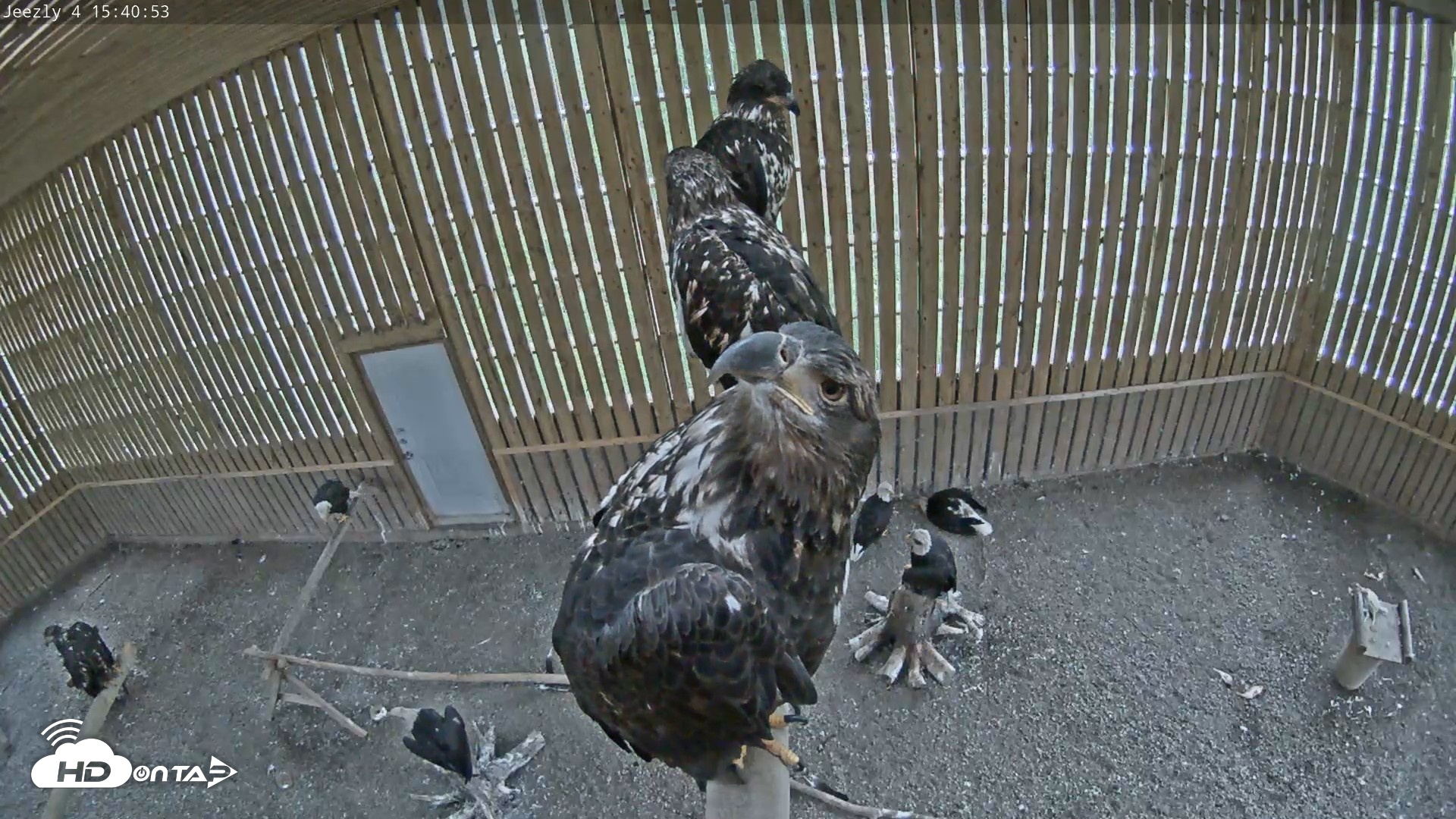 Snapshot of Cobequid Raptor Flight Facility Live Webcams taken Aug 13, 2026, 3:41pm ADT