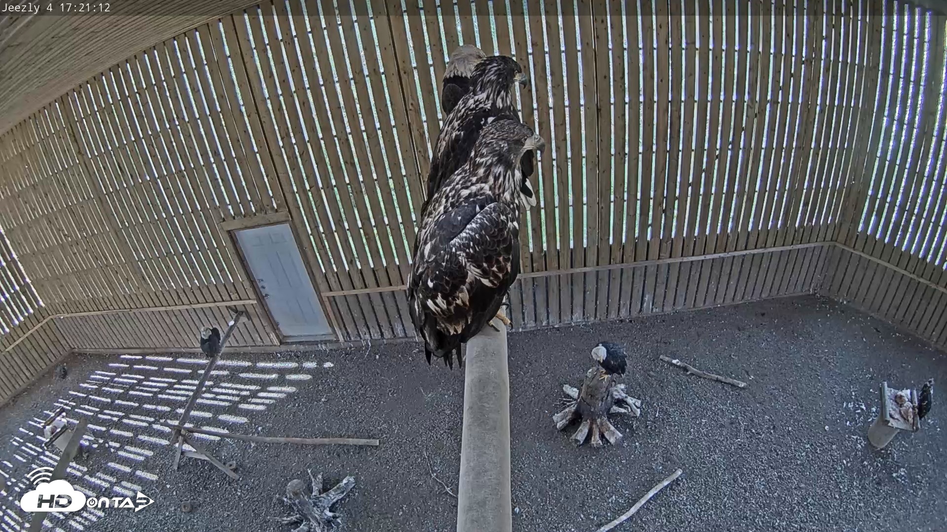 Snapshot of Cobequid Raptor Flight Facility Live Webcams taken Jul 21, 2026, 5:21pm ADT