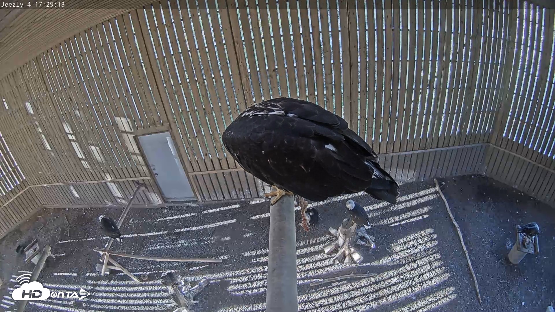 Snapshot of Cobequid Raptor Flight Facility Live Webcams taken Sep 23, 2026, 5:30pm ADT