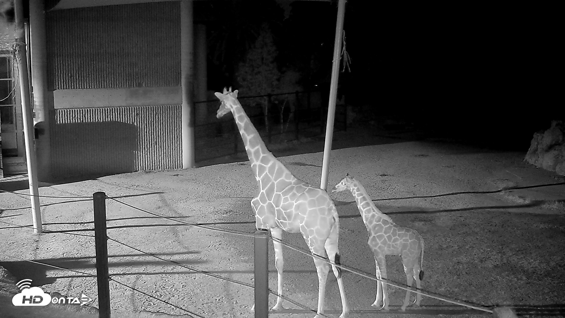 Snapshot of Reid Park Zoo Giraffes Live Webcam taken Jun 7, 2026, 1:50am MST