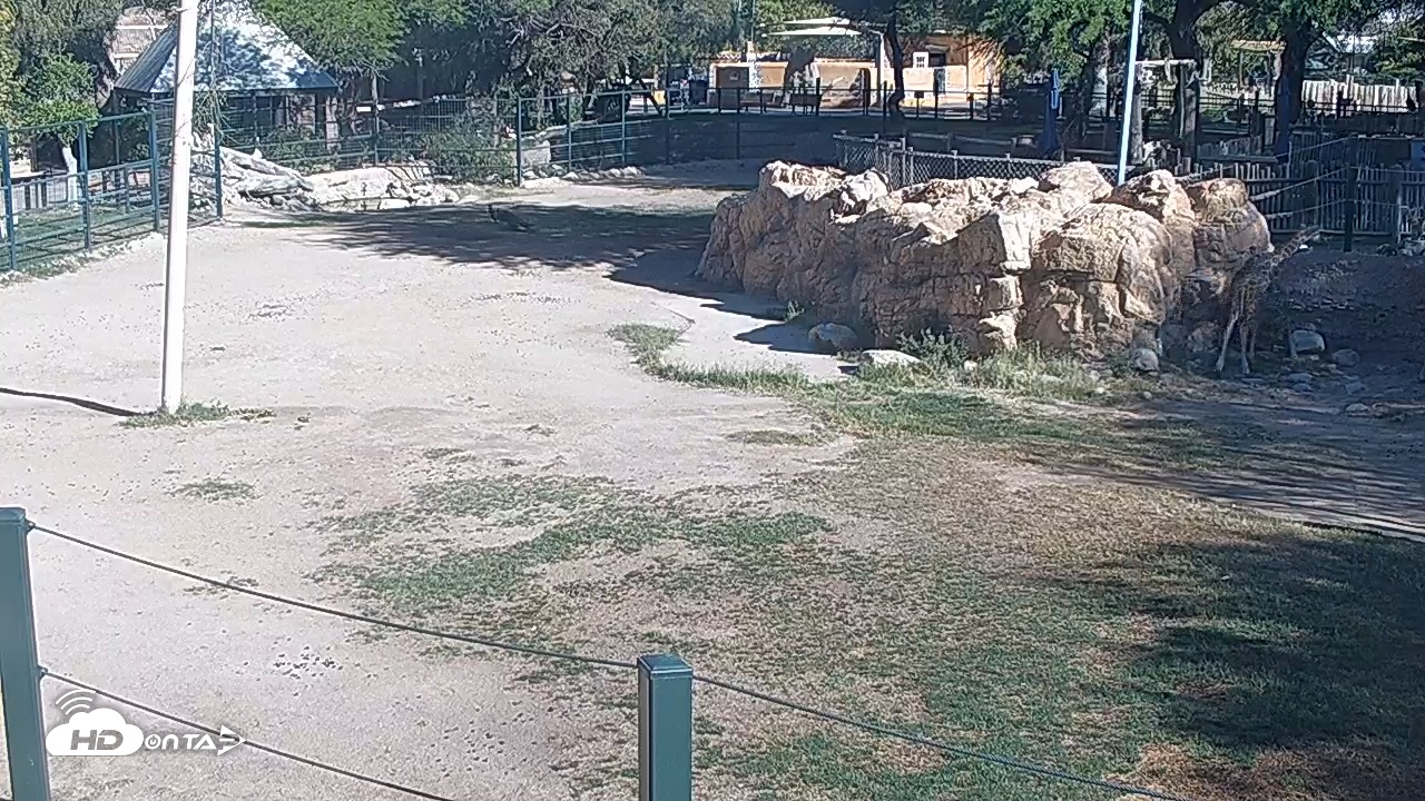 Snapshot of Reid Park Zoo Giraffes Live Webcam taken Mar 26, 2026, 8:58am MST
