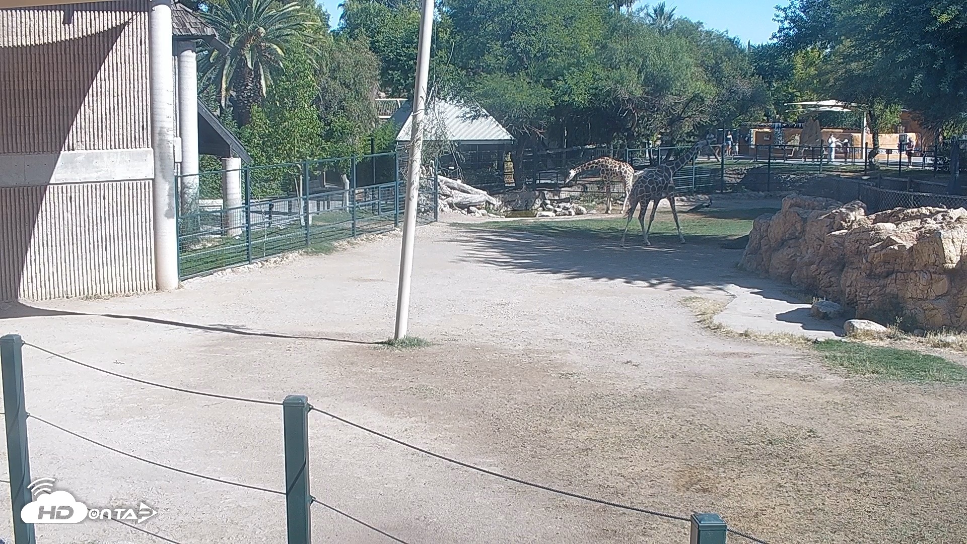 Snapshot of Reid Park Zoo Giraffes Live Webcam taken Jun 8, 2026, 8:39am MST