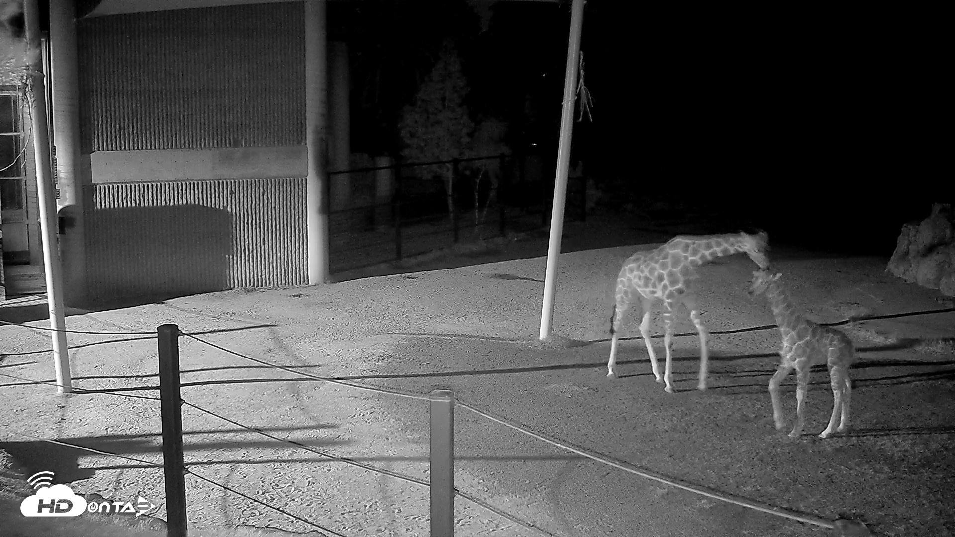 Snapshot of Reid Park Zoo Giraffes Live Webcam taken Jun 7, 2026, 1:49am MST