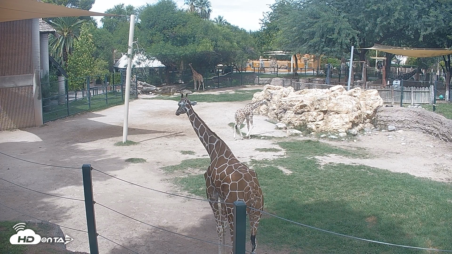 Snapshot of Reid Park Zoo Giraffes Live Webcam taken Sep 22, 2026, 12:43pm MST