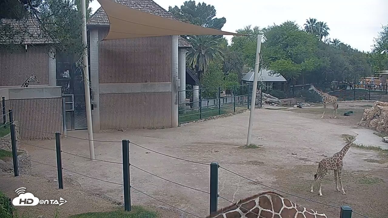 Snapshot of Reid Park Zoo Giraffes Live Webcam taken Apr 16, 2026, 9:50am MST