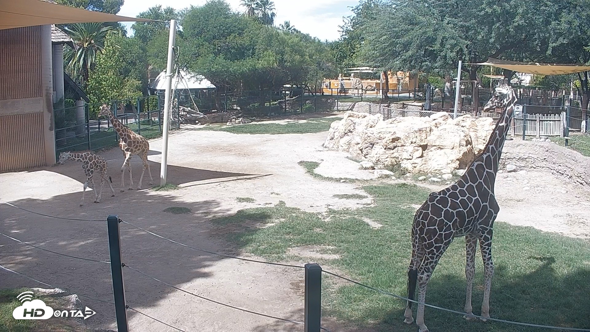 Snapshot of Reid Park Zoo Giraffes Live Webcam taken Sep 23, 2026, 1:25pm MST