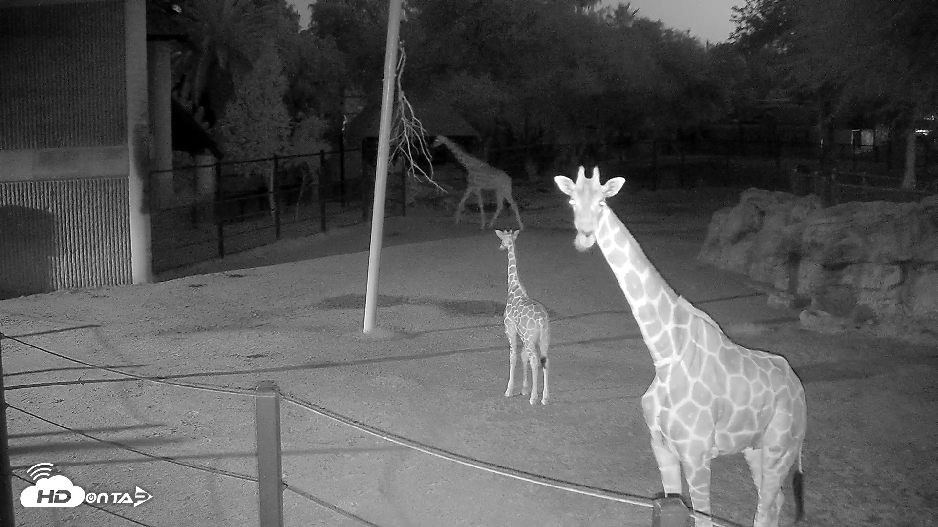 Snapshot of Reid Park Zoo Giraffes Live Webcam taken Jun 16, 2026, 4:36am MST