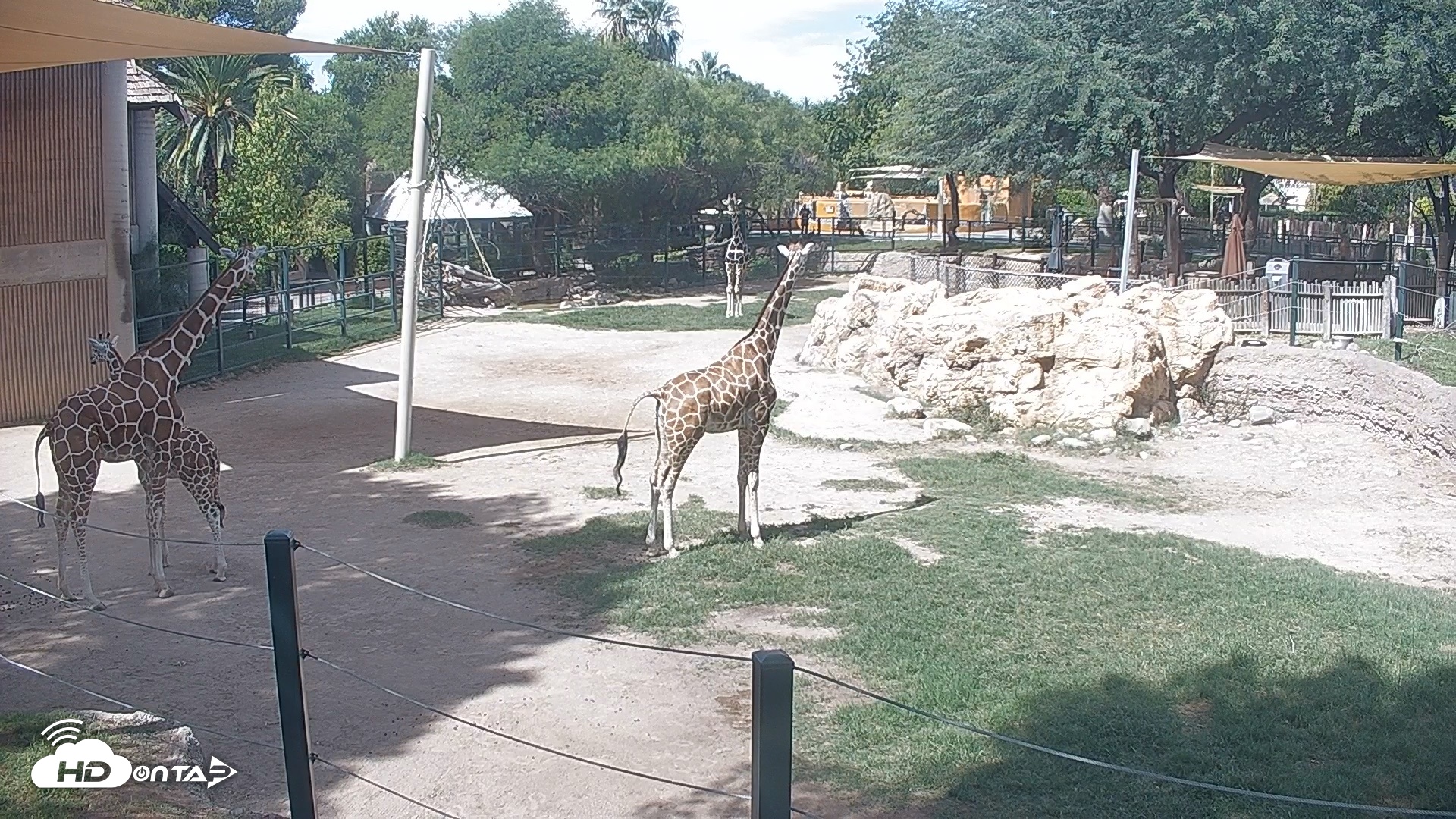 Snapshot of Reid Park Zoo Giraffes Live Webcam taken Sep 23, 2026, 1:26pm MST