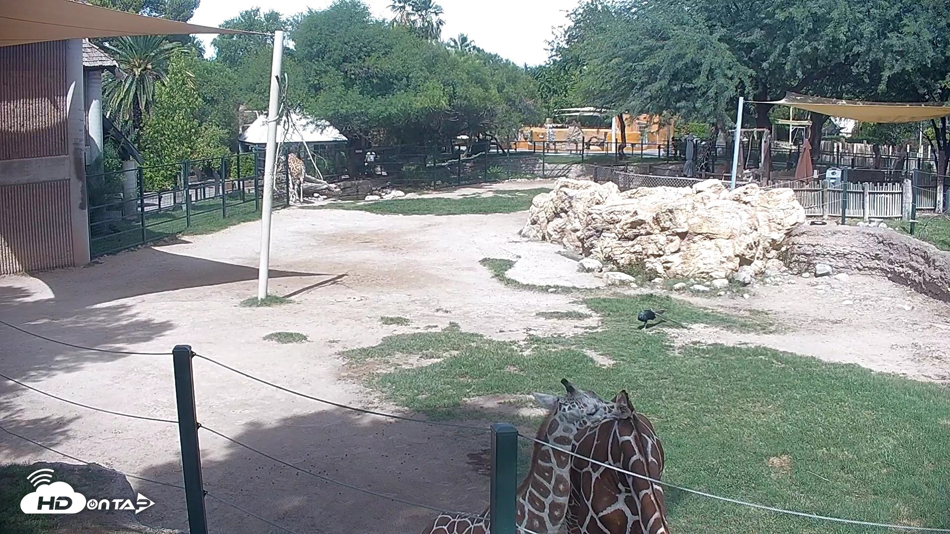 Snapshot of Reid Park Zoo Giraffes Live Webcam taken Sep 23, 2026, 12:03pm MST