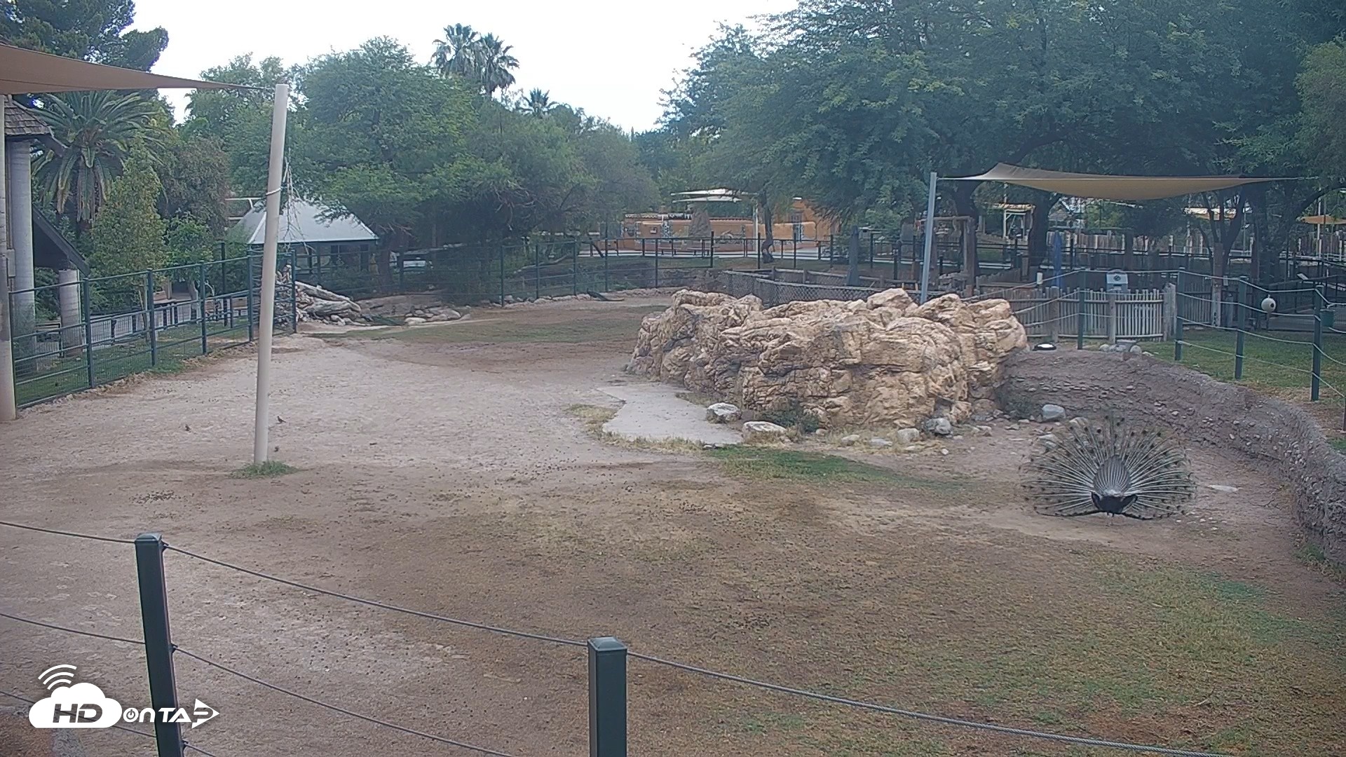 Snapshot of Reid Park Zoo Giraffes Live Webcam taken May 28, 2026, 6:54am MST