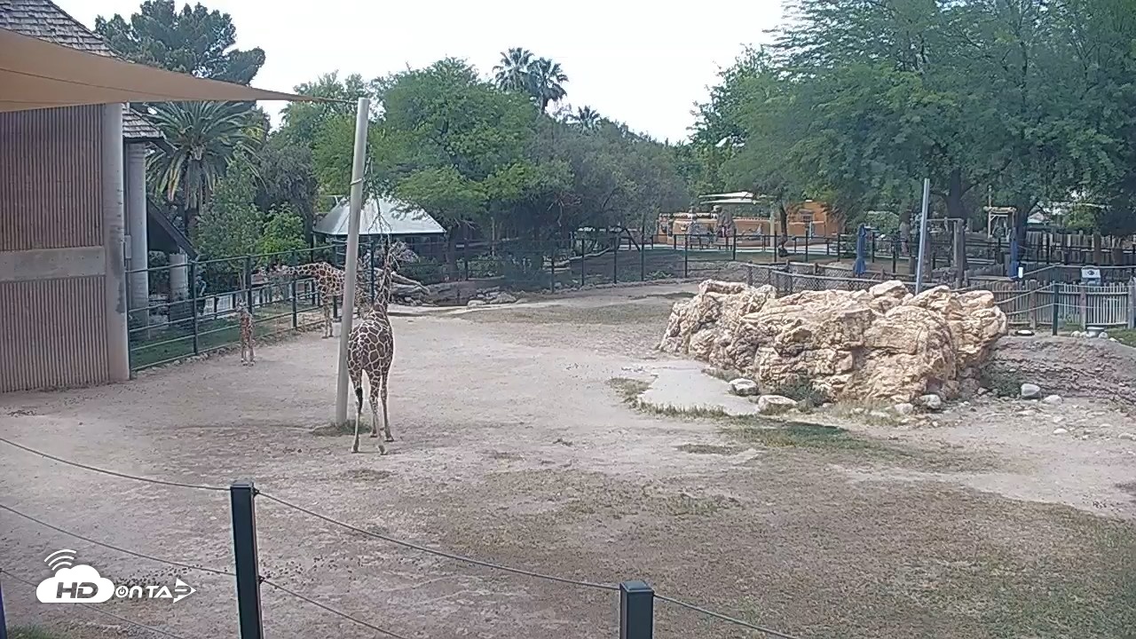 Snapshot of Reid Park Zoo Giraffes Live Webcam taken Apr 23, 2026, 2:09pm MST