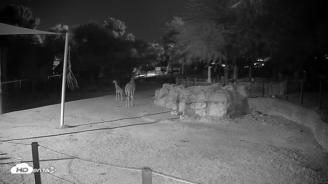 Snapshot of Reid Park Zoo Giraffes Live Webcam taken May 9, 2026, 11:20pm MST