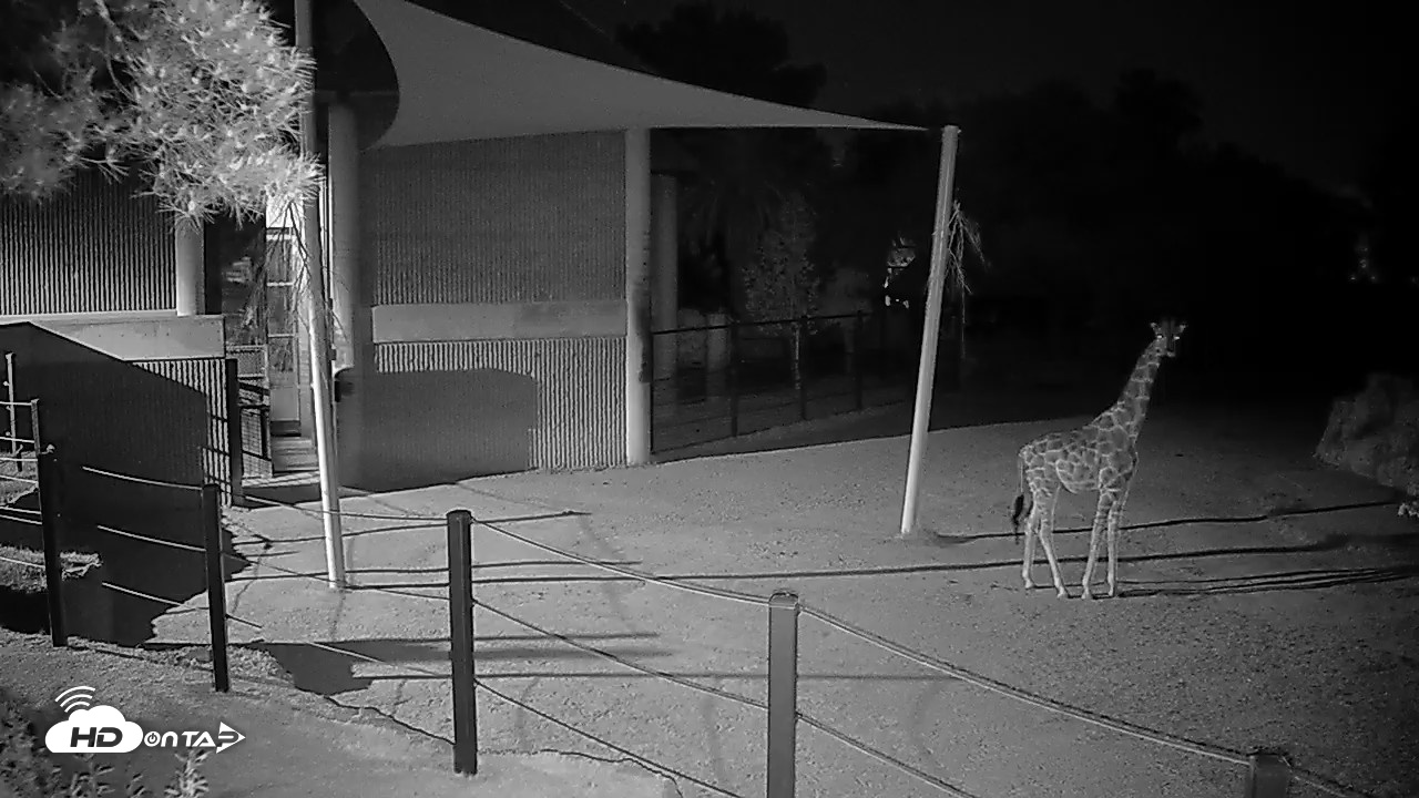 Snapshot of Reid Park Zoo Giraffes Live Webcam taken Apr 15, 2026, 11:12pm MST