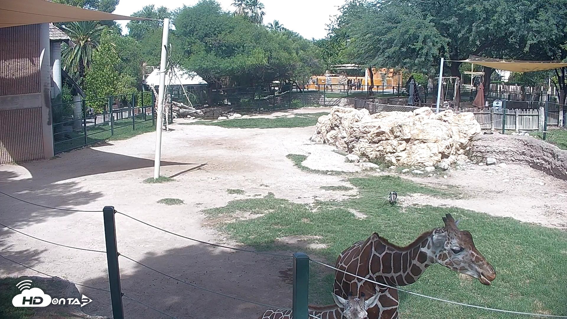 Snapshot of Reid Park Zoo Giraffes Live Webcam taken Sep 23, 2026, 12:02pm MST