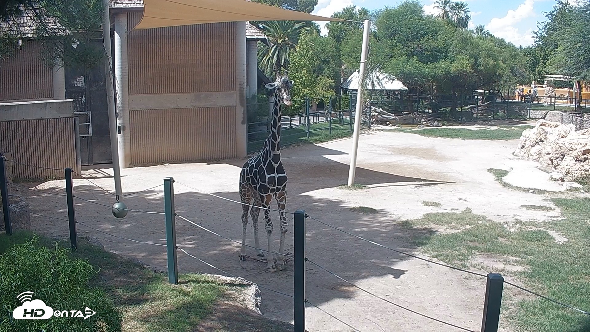 Snapshot of Reid Park Zoo Giraffes Live Webcam taken Sep 14, 2026, 1:29pm MST