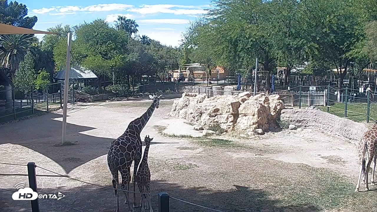 Snapshot of Reid Park Zoo Giraffes Live Webcam taken Apr 16, 2026, 3:07pm MST