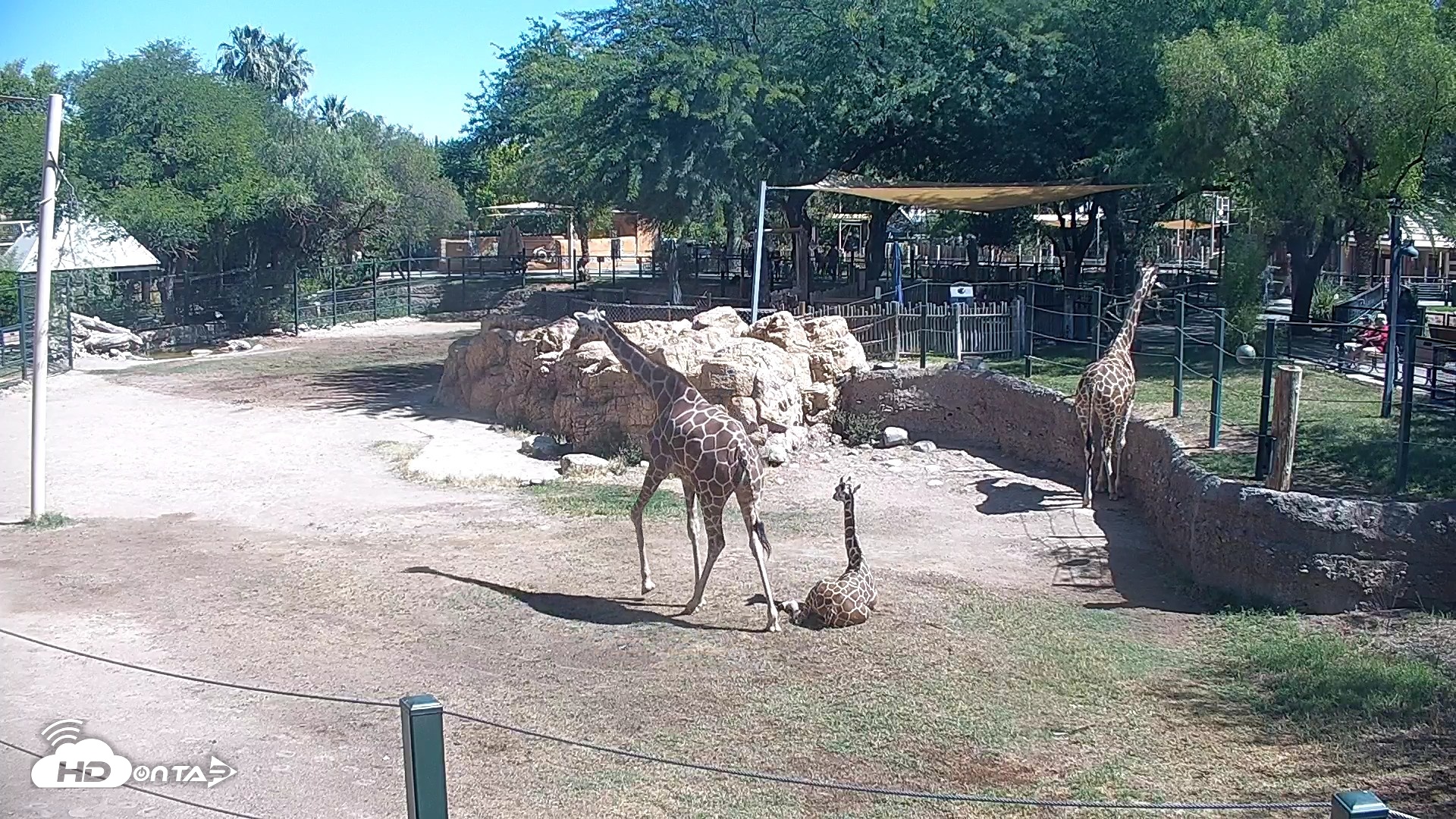 Snapshot of Reid Park Zoo Giraffes Live Webcam taken May 29, 2026, 9:47am MST