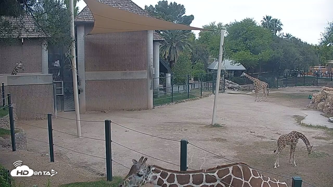 Snapshot of Reid Park Zoo Giraffes Live Webcam taken Apr 16, 2026, 9:50am MST