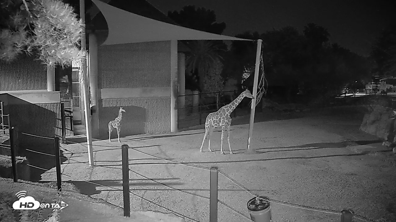 Snapshot of Reid Park Zoo Giraffes Live Webcam taken May 12, 2026, 12:00am MST