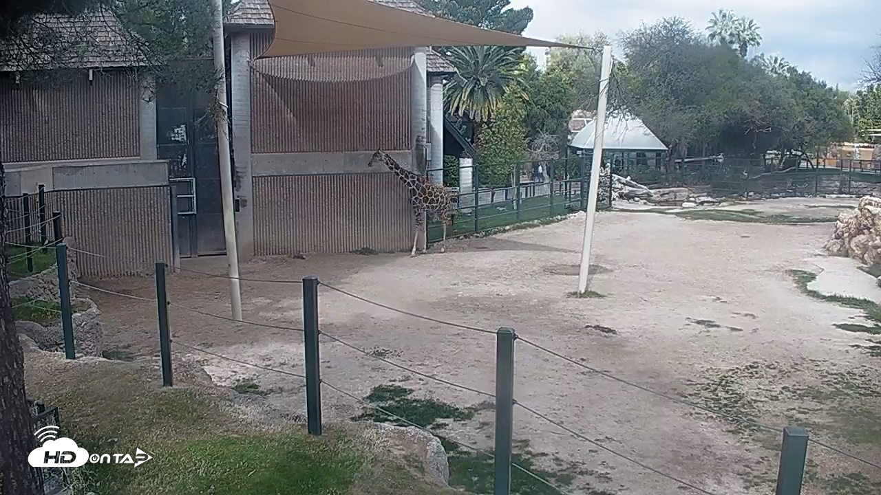 Snapshot of Reid Park Zoo Giraffes Live Webcam taken Feb 20, 2026, 11:04am MST