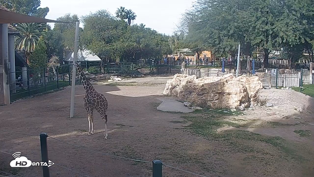 Snapshot of Reid Park Zoo Giraffes Live Webcam taken Dec 30, 2025, 1:51pm MST
