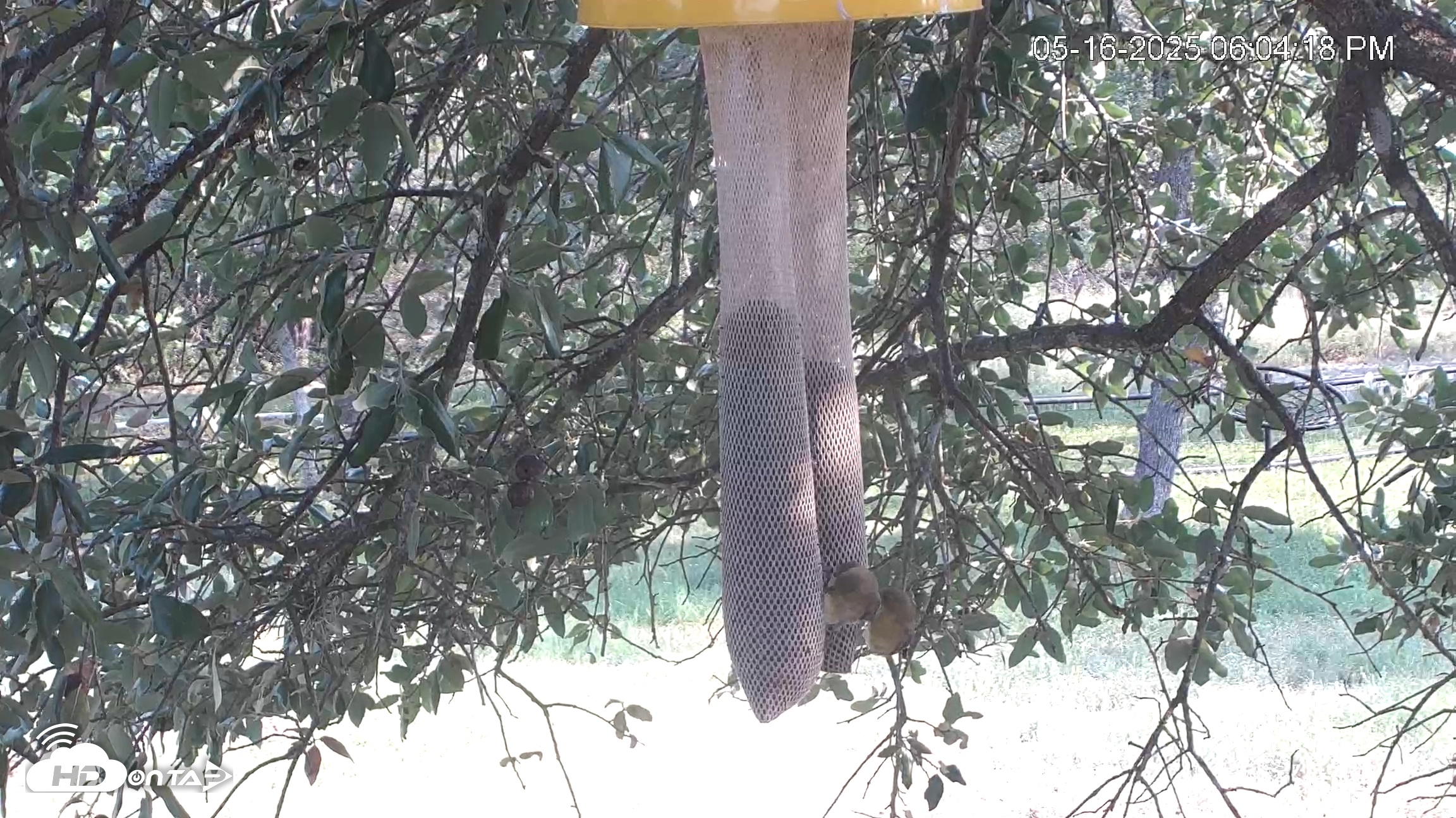 Snapshot of Texas Finch Bird Feeder Live Cam taken May 16, 2025, 6:04pm CDT