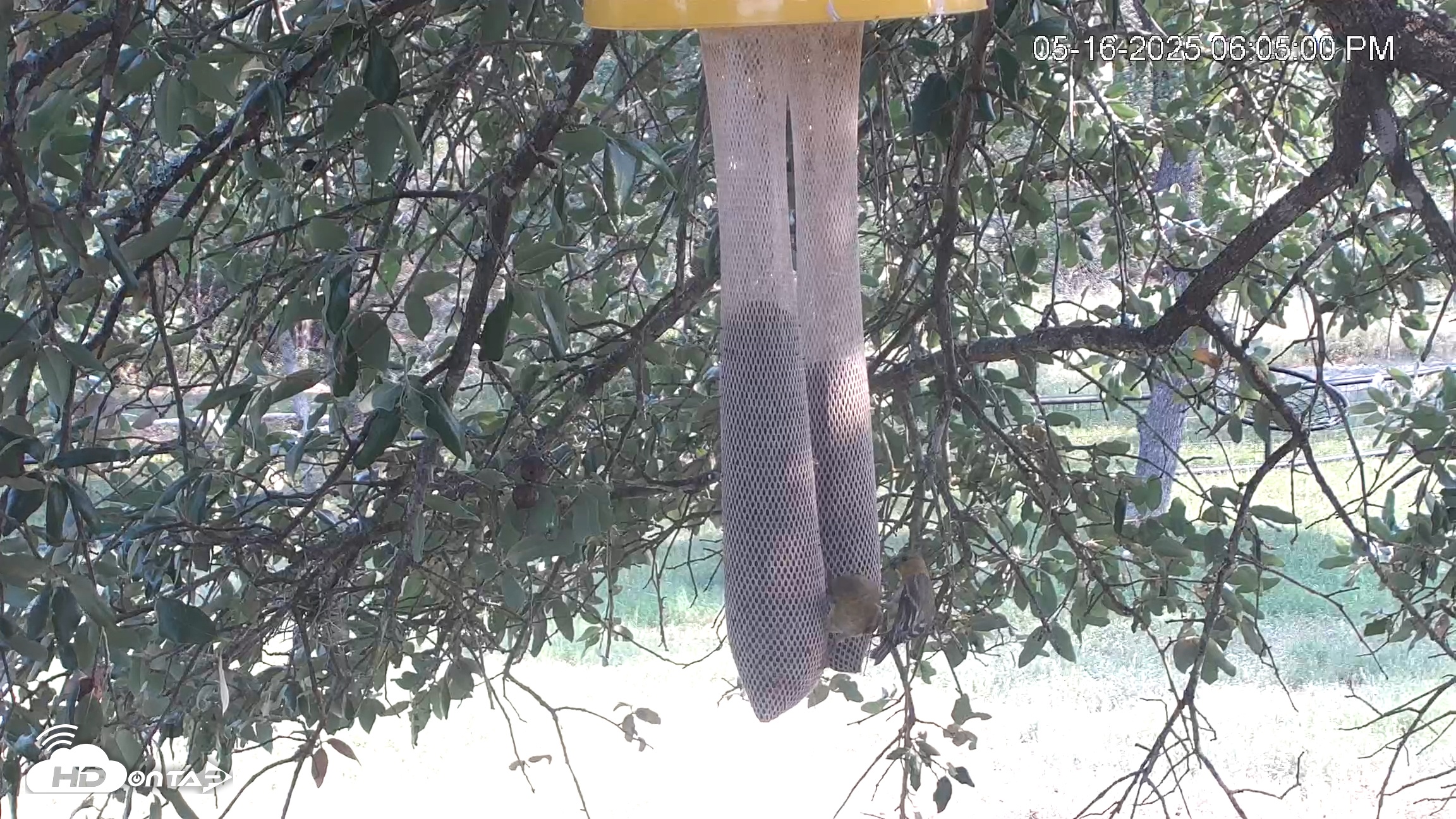 Snapshot of Texas Finch Bird Feeder Live Cam taken May 16, 2025, 6:05pm CDT