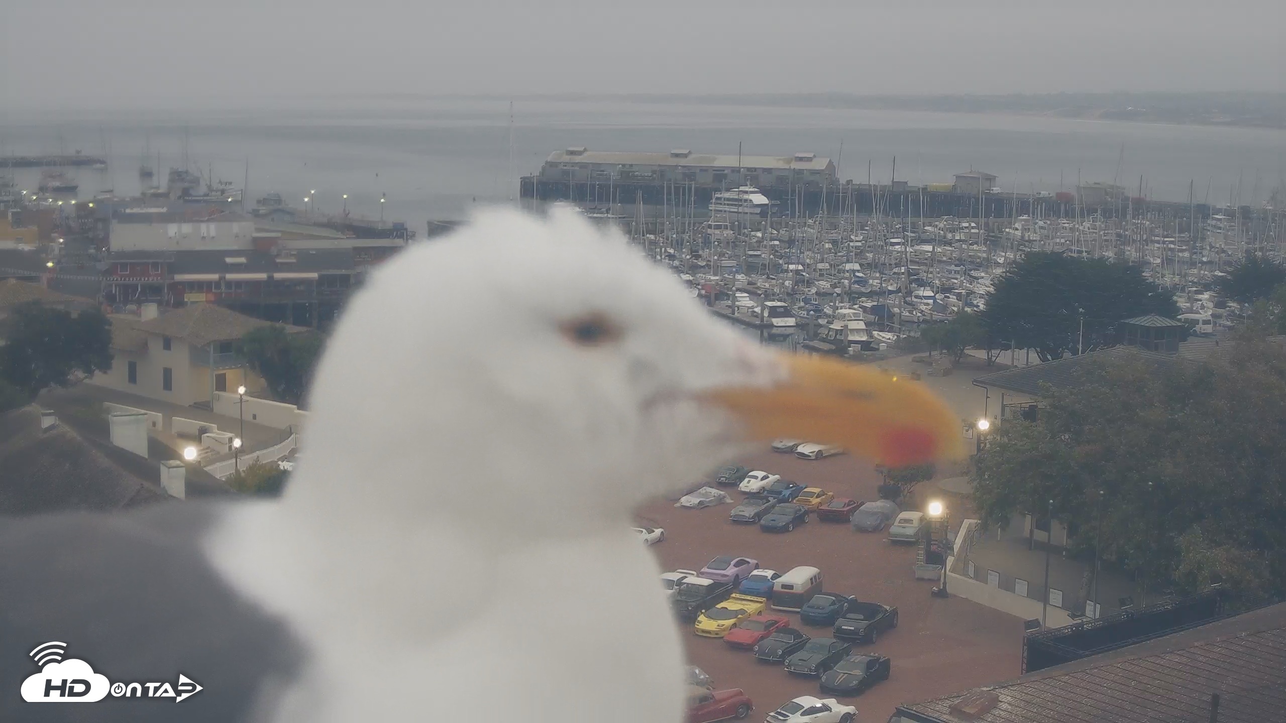 Snapshot of Port of Monterey Live Webcam taken Aug 11, 2026, 6:46am PDT