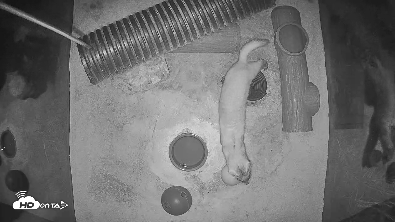 Snapshot of Fort Collins Museum of Discovery Black-Footed Ferret Live Cam taken Dec 26, 2025, 2:41am MST