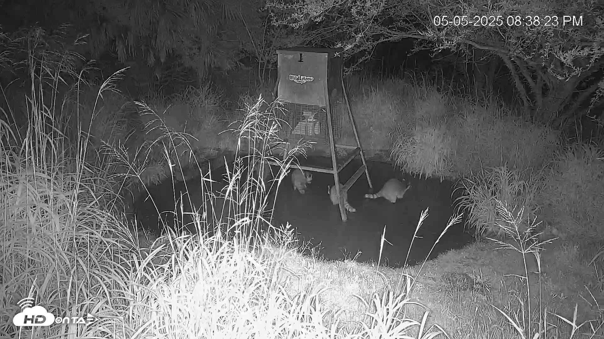 Snapshot of Texas Wildlifers Deer Feeder Live Cam taken May 5, 2025, 8:38pm CDT