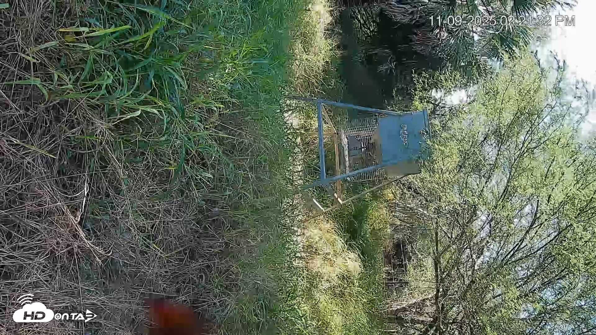 Snapshot of Texas Wildlifers Deer Feeder Live Cam taken Nov 9, 2025, 2:22pm CST