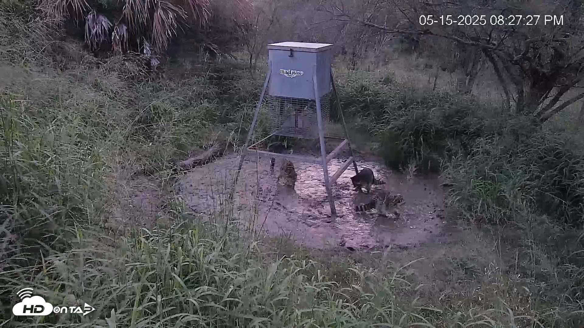 Snapshot of Texas Wildlifers Deer Feeder Live Cam taken May 15, 2025, 8:28pm CDT
