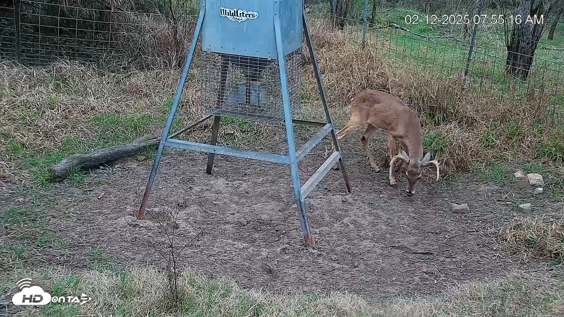 Snapshot of Texas Wildlifers Deer Feeder Live Cam taken Feb 12, 2025, 7:55am CST