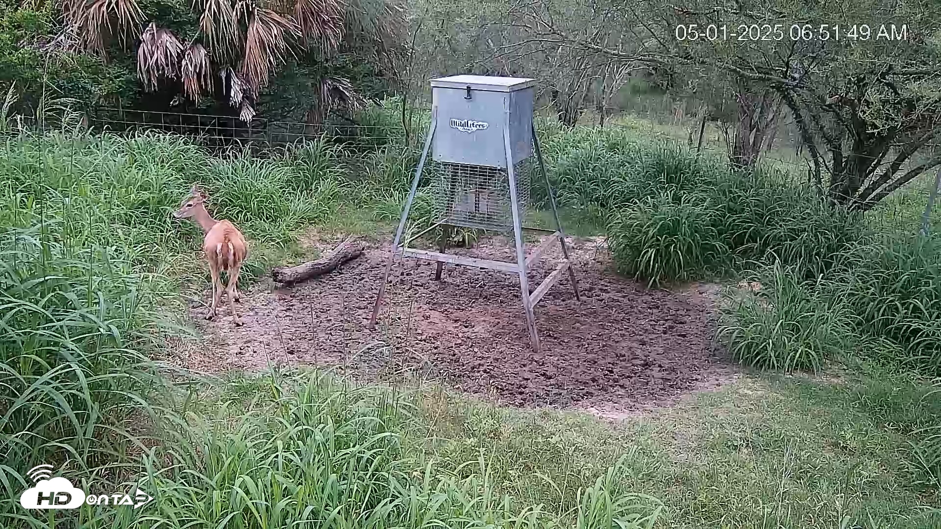 Snapshot of Texas Wildlifers Deer Feeder Live Cam taken May 1, 2025, 6:52am CDT